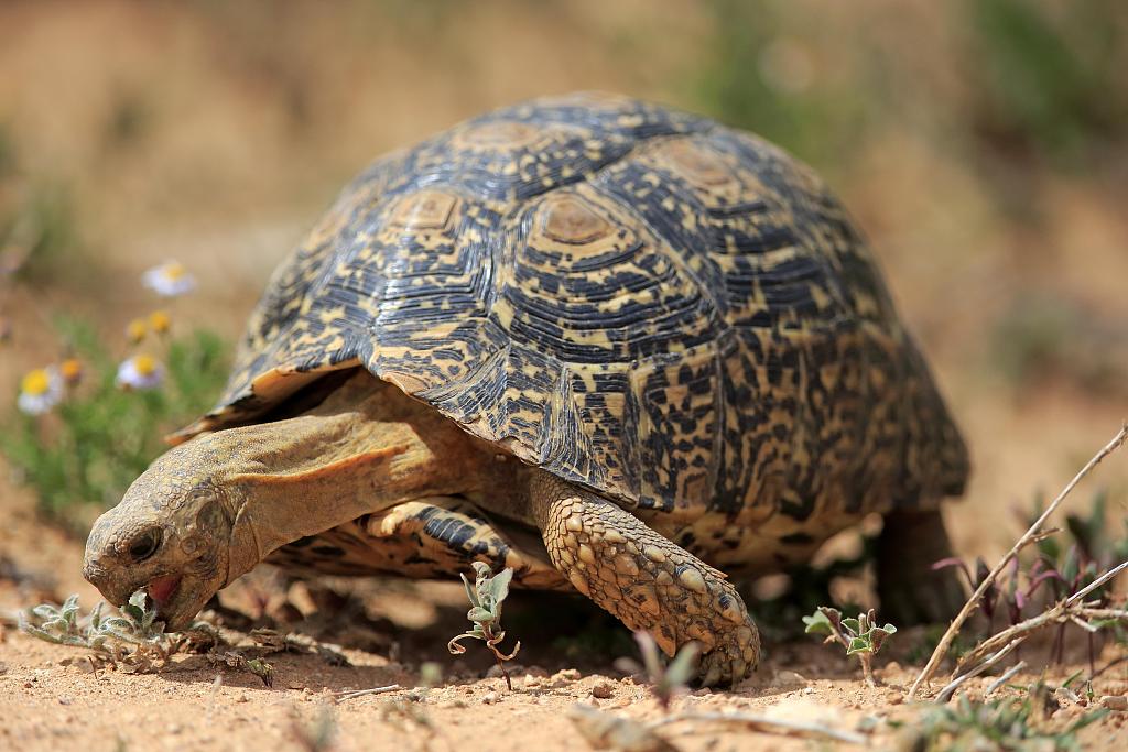 Leopard Tortoises A Costly But Popular Pet Reptilecity