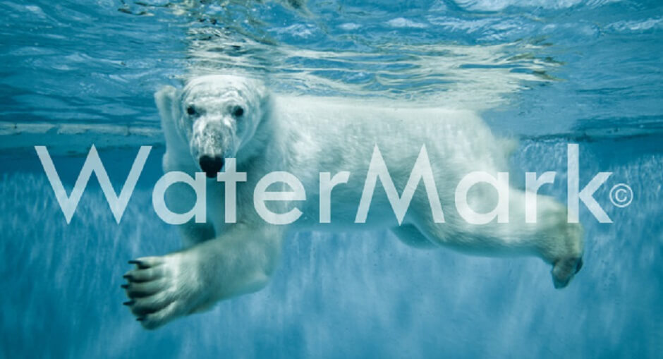 Photography Watermark Ideas How to make a watermark