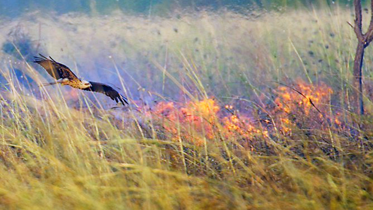 These Birds Intentionally Start Fires To Smoke Out Prey