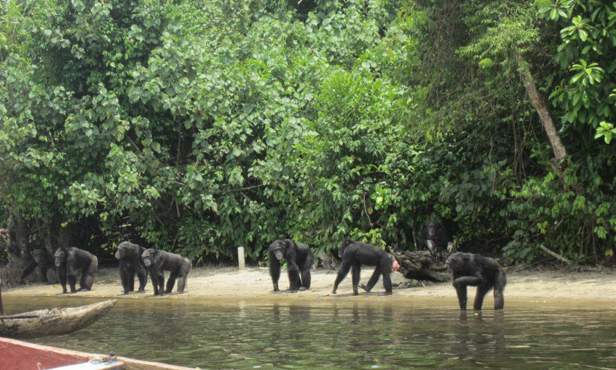 This Island Is Full of Diseased Chimps Abandoned by a US Testing Lab