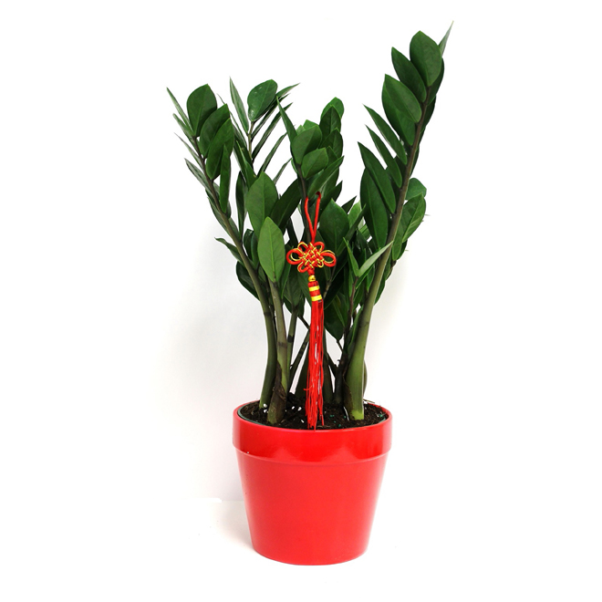 Zamioculcas, pot de céramique, 6" RONA