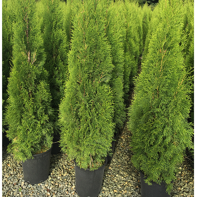 GREEN PLUS Cèdre Émeraude, pot de culture de 1 gallon