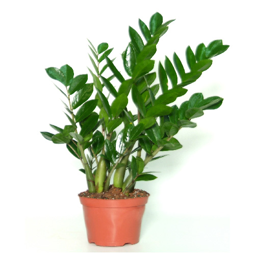 COSTA NURSERY Zamioculcas, pot de culture de 5'' ZA07