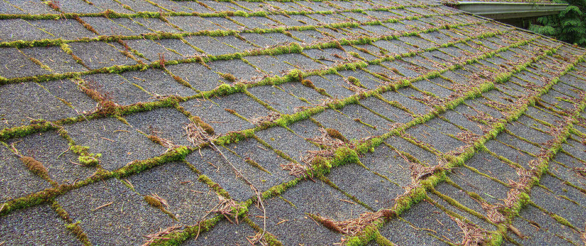 Roof Moss Removal