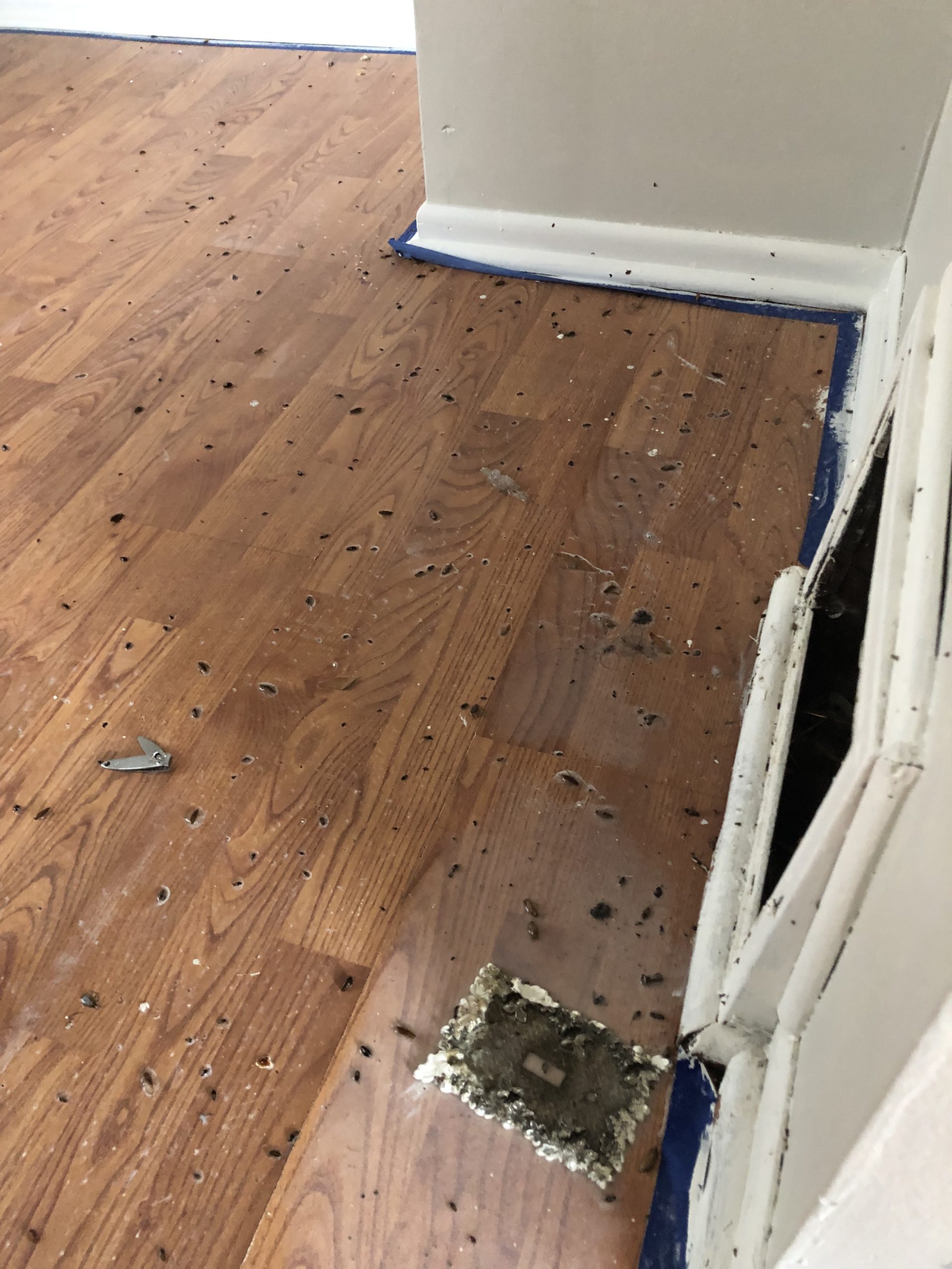 Does Heat Kill Roaches? Rove Pest Control