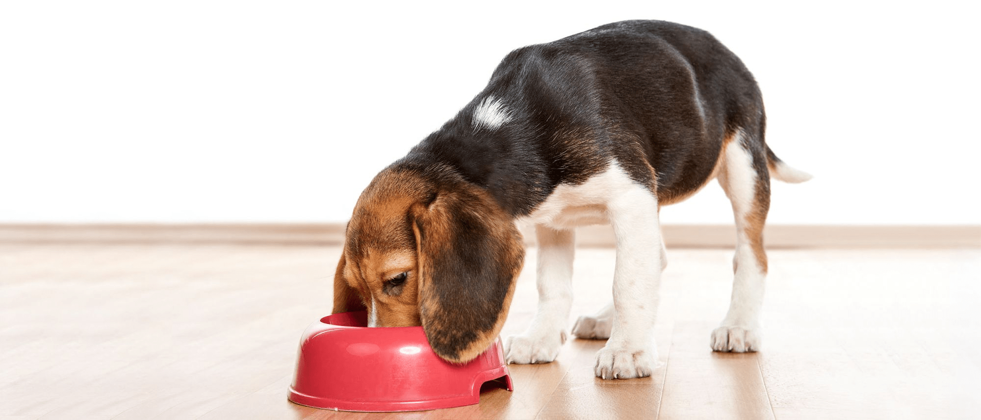 How Much to Feed a Puppy Puppy Feeding Guide Royal Canin AU