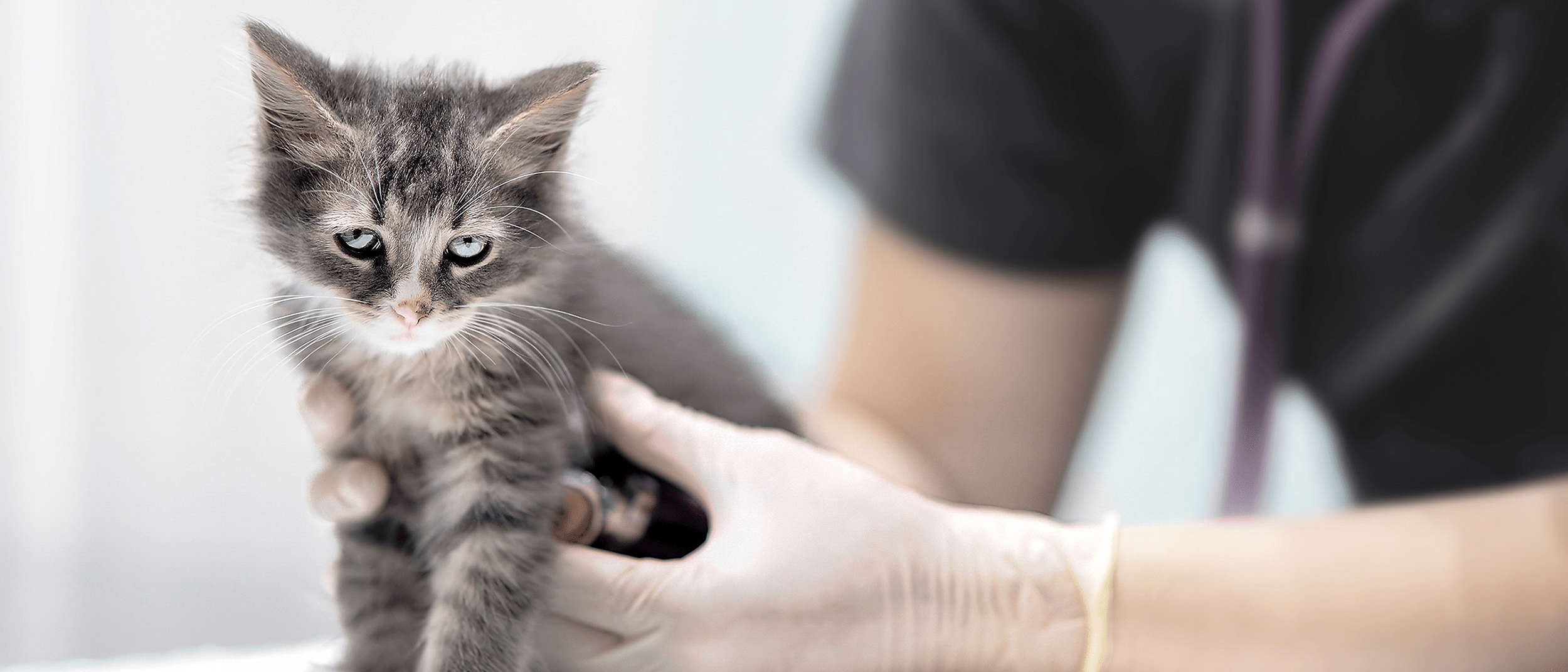 Babykatze Erste Nacht Im Neuen Zuhause