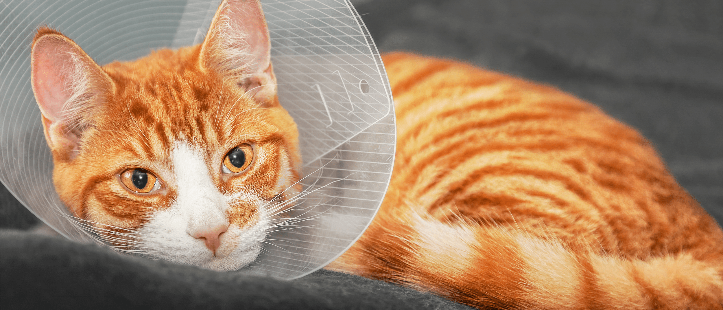 How To Neuter Cat At Home at Stephanie Hatton blog