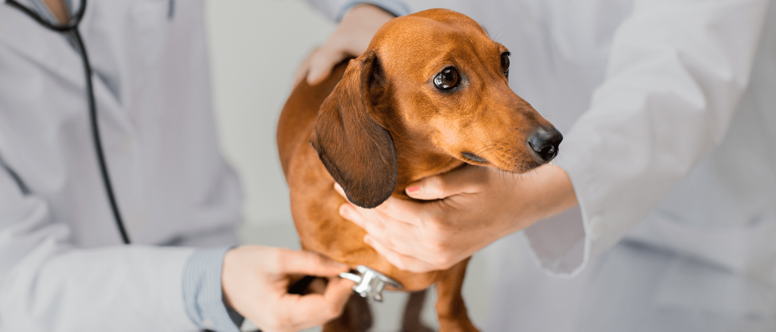 Lepto Vaccine Reaction In Puppies NEVACIE