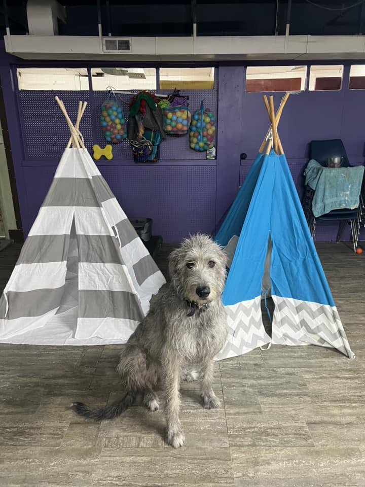 TopNotch Dog Training & Boarding at RUFF Academy