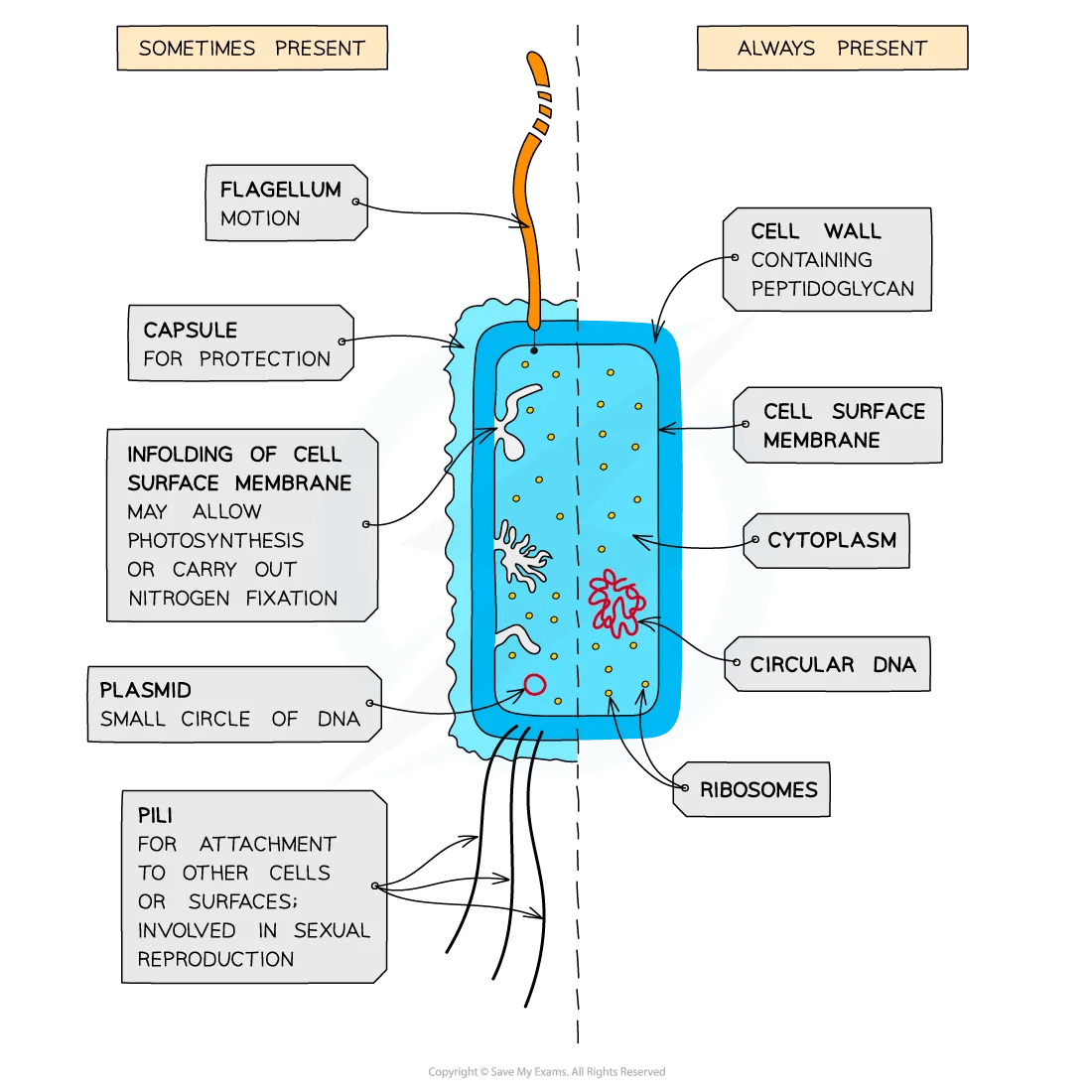 Prokaryotic Cell Structure SL IB Biology Revision Notes 2025