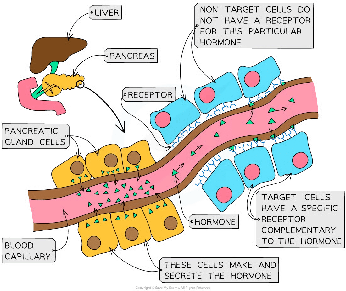 Signal Transduction College Board AP Biology Revision Notes 2020