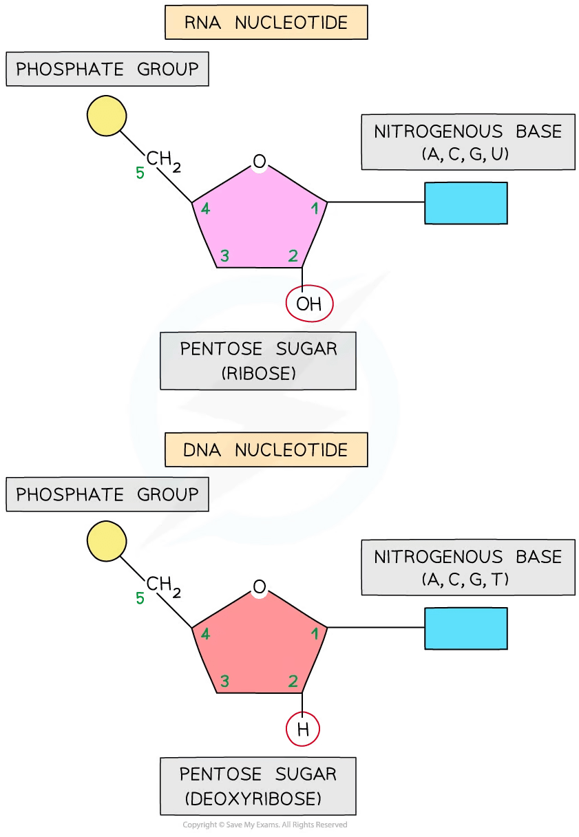 Nucleic Acid Structure DNA & RNA College Board AP Biology Revision