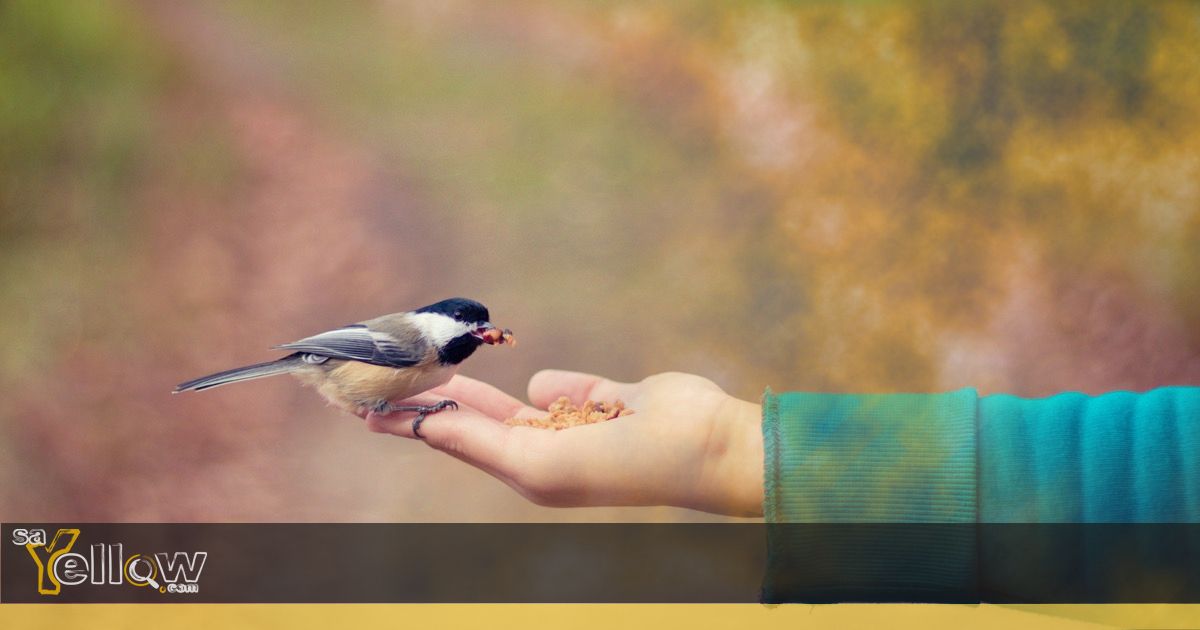 Pet Food Manufacturers in Western Cape, South Africa