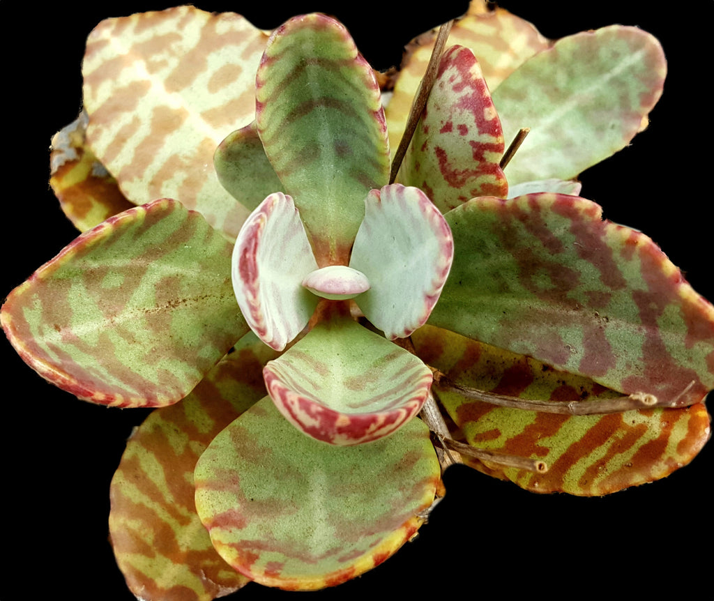 Kalanchoe Tea A Natural Cancer Fighter SC Garden Guru