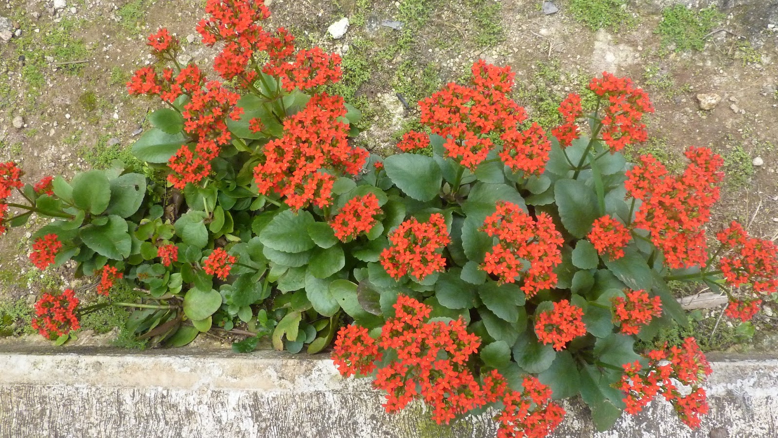 Why Kalanchoe Leaves Turn Yellow SC Garden Guru