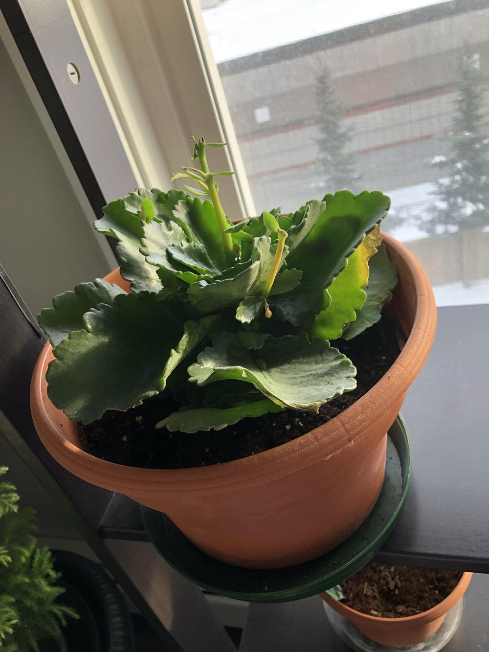 How To Revive Your Sad And Wilted Kalanchoe Plant SC Garden Guru