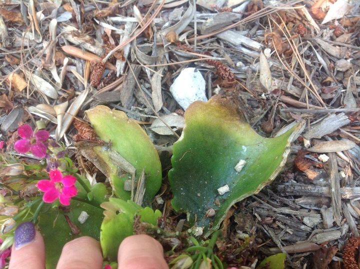 The Benefits Of Kalanchoe For Health SC Garden Guru