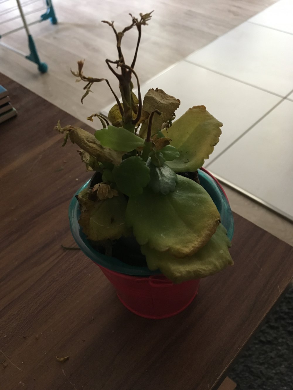 Pruning Kalanchoe Thyrsiflora SC Garden Guru