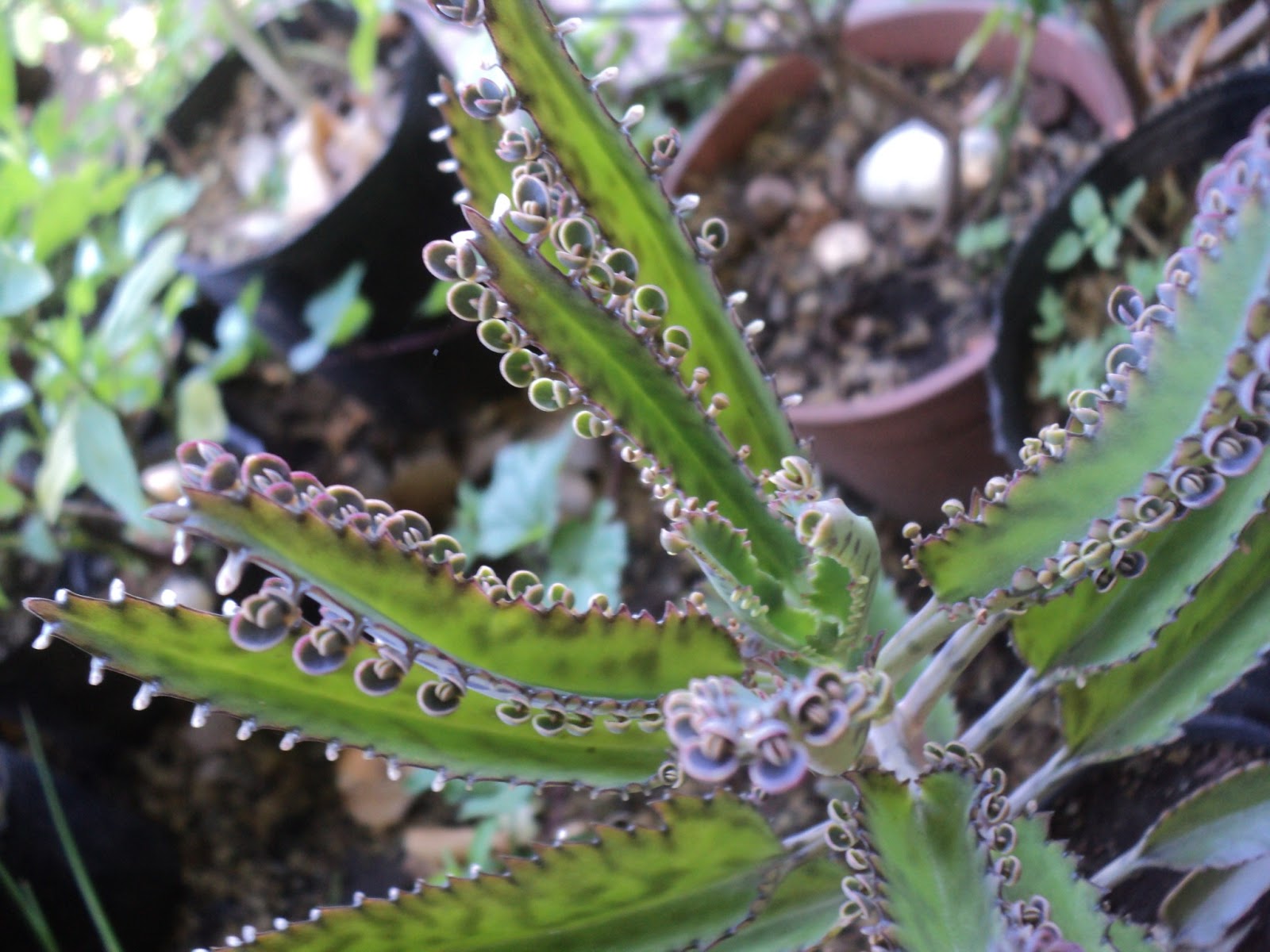 How To Save Your Kalanchoe Plant If You Have Overwatered It SC Garden