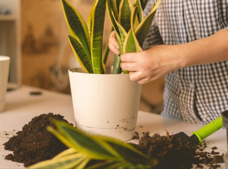 How To Create The Perfect Soil For Your Snake Plant SC Garden Guru