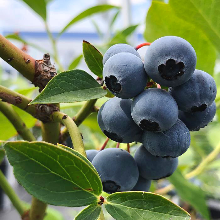 How To Choose The Right Soil For Blueberry Plants SC Garden Guru