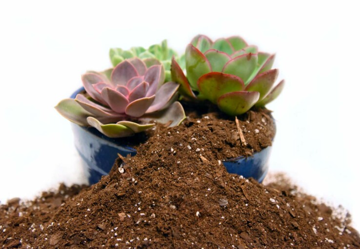 Aquatic Plant Soil The Substrate You Need For A Healthy Aquatic Plant