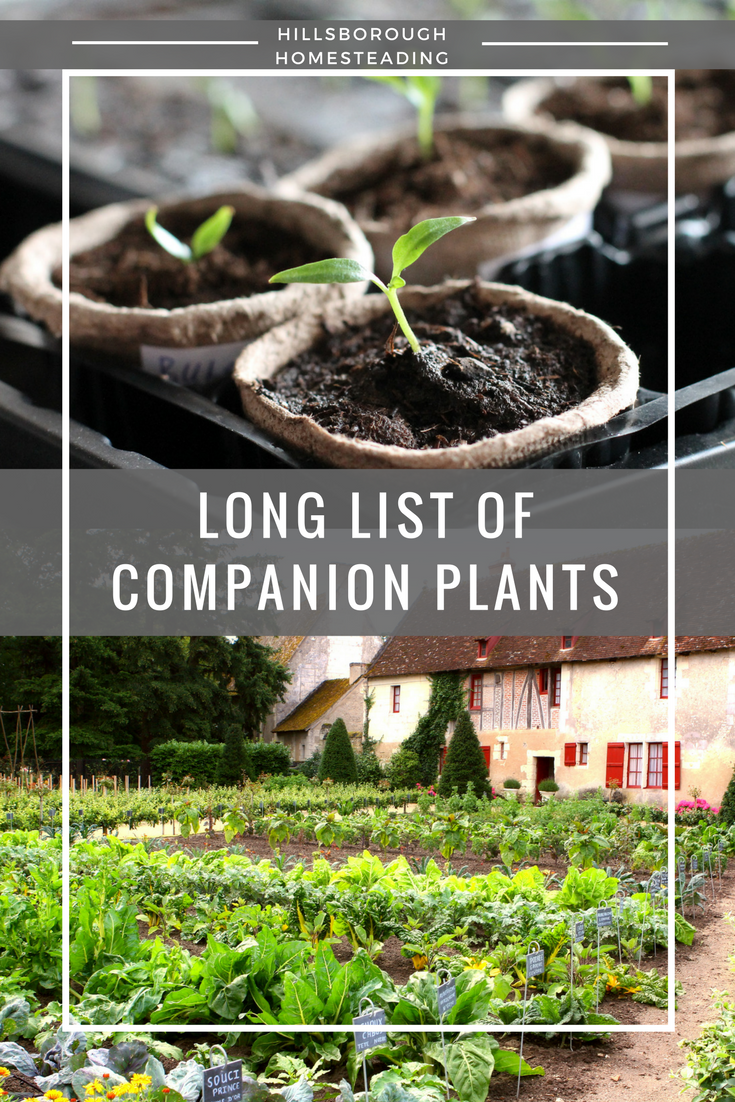 Loamy Soil The Best Type Of Soil For Fast Plant Growth SC Garden Guru