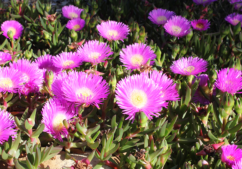 The Best Plants For Sandy Soil SC Garden Guru