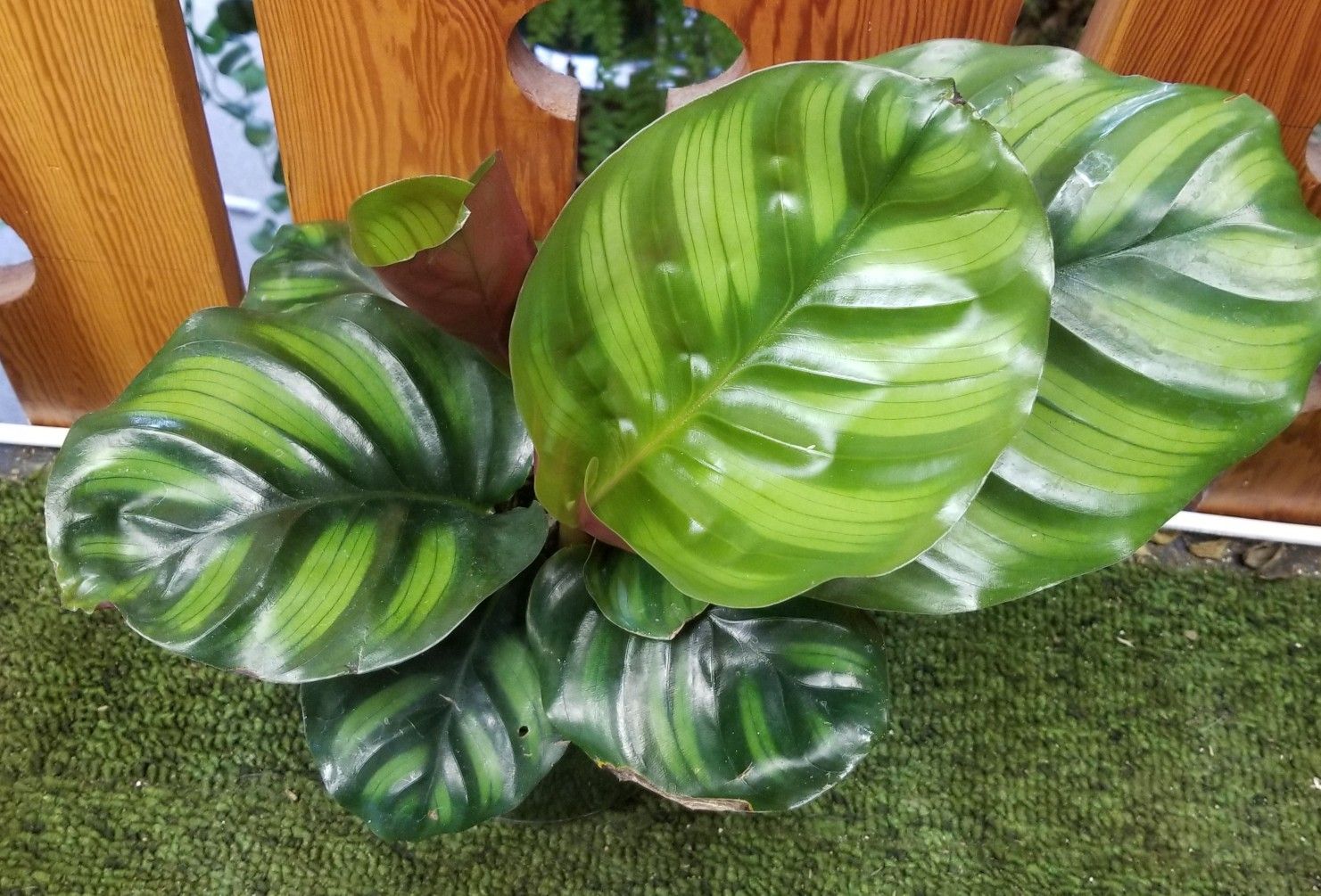 What Soil Is Best For Prayer Plant SC Garden Guru