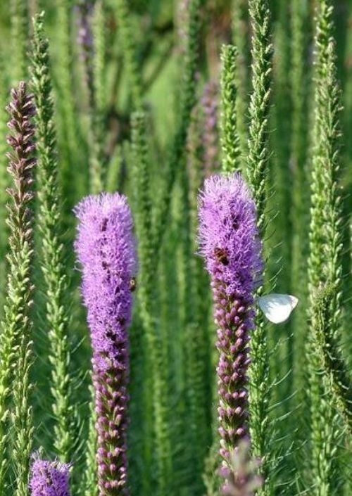 How To Cultivate Gayfeather Plant Sun Soil SC Garden Guru