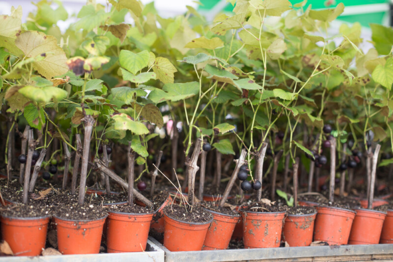 How To Prepare Soil For Planting Grapes SC Garden Guru