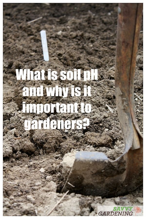 Soil Requirements For Blackberry Plants SC Garden Guru