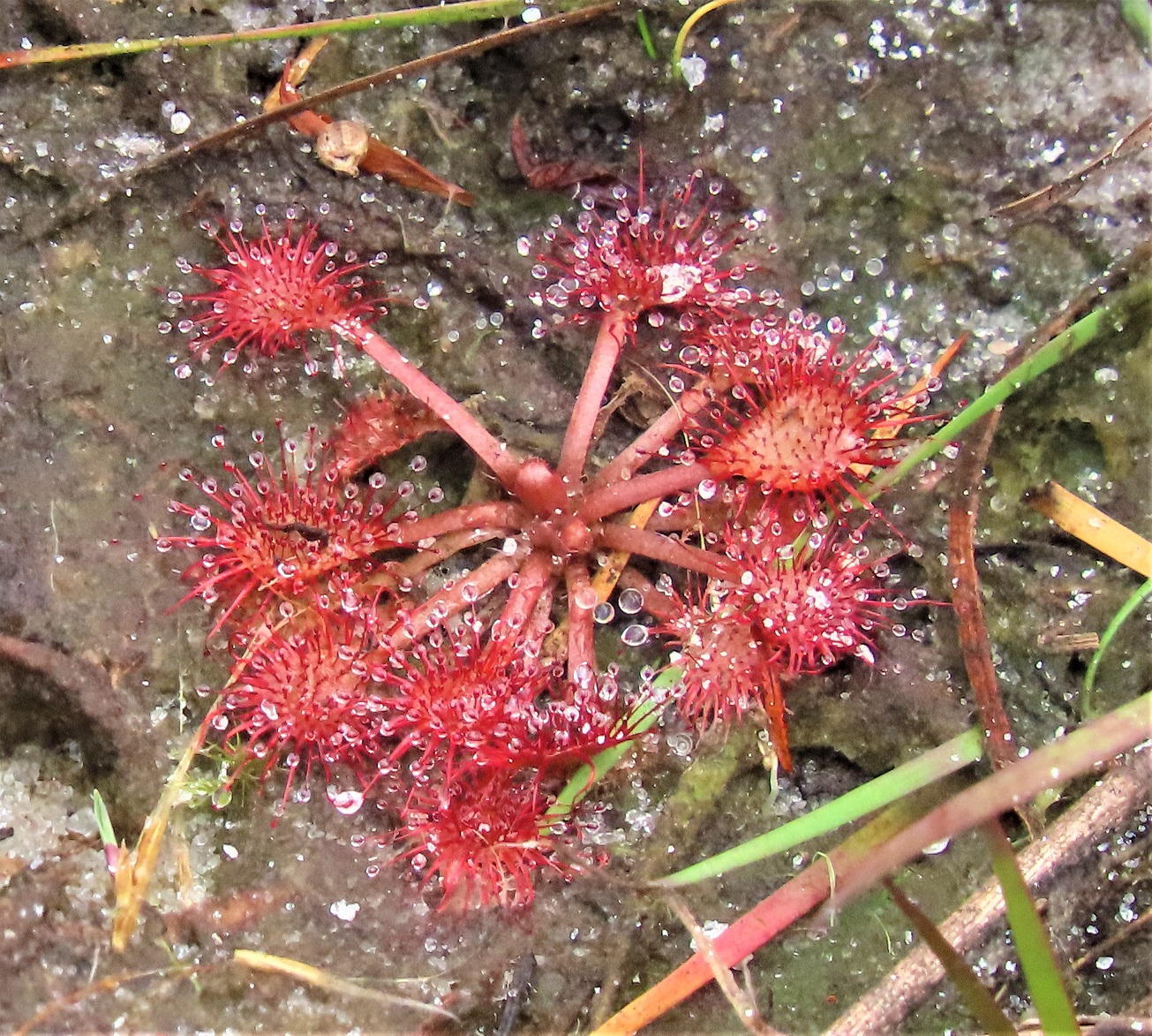 Carnivorous Plants Thrive In Nutrient Poor Soil SC Garden Guru