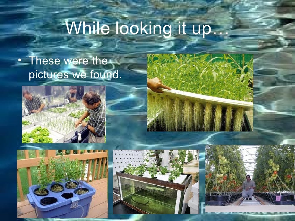 The Different Between Plant Roots Grown In Water Vs Soil SC Garden Guru