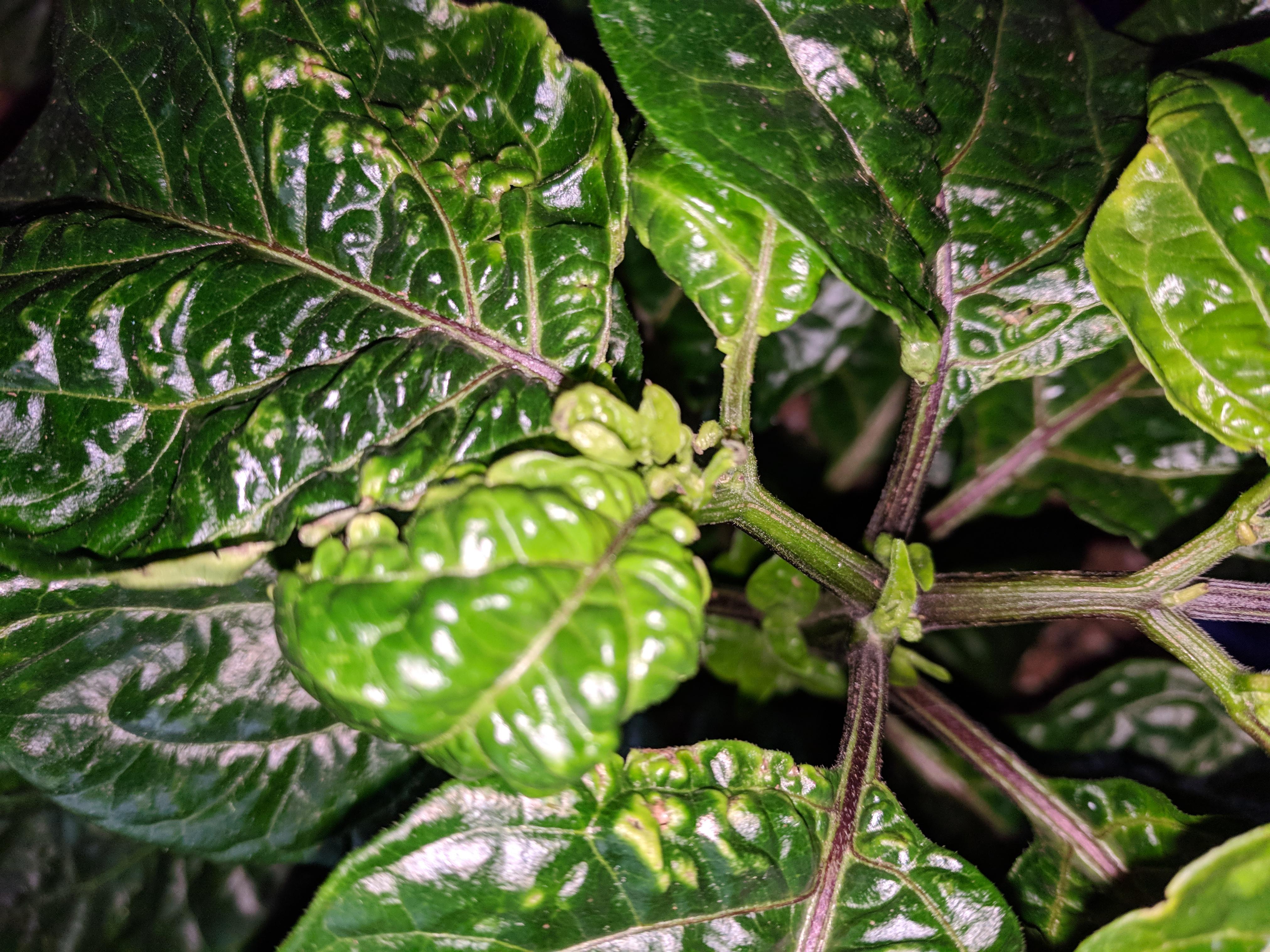 Too Much Calcium In Soil Can Kill Plants SC Garden Guru