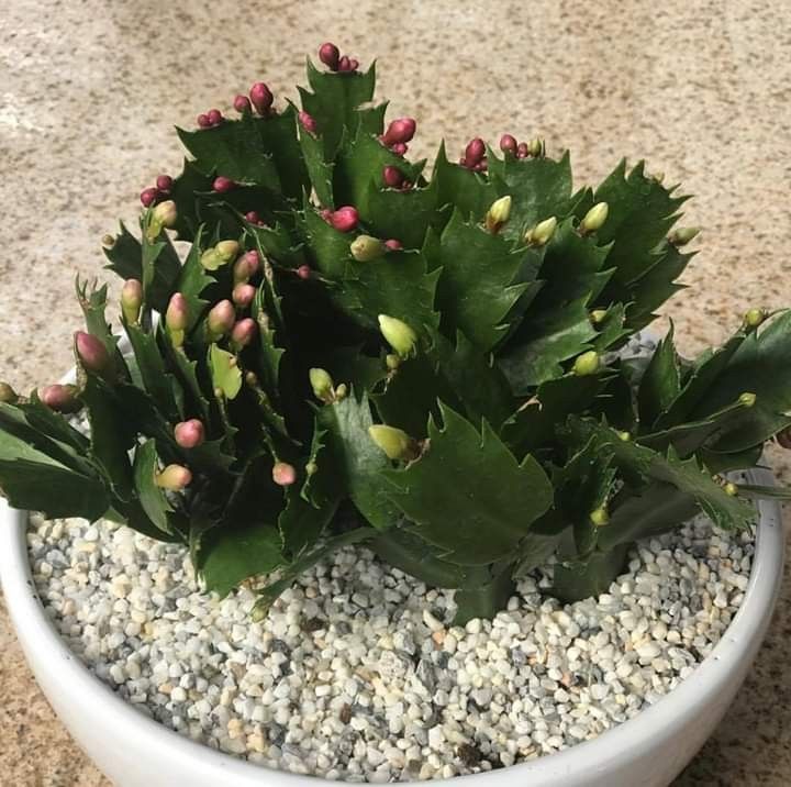 The Best Soil Mix For Christmas Cacti SC Garden Guru