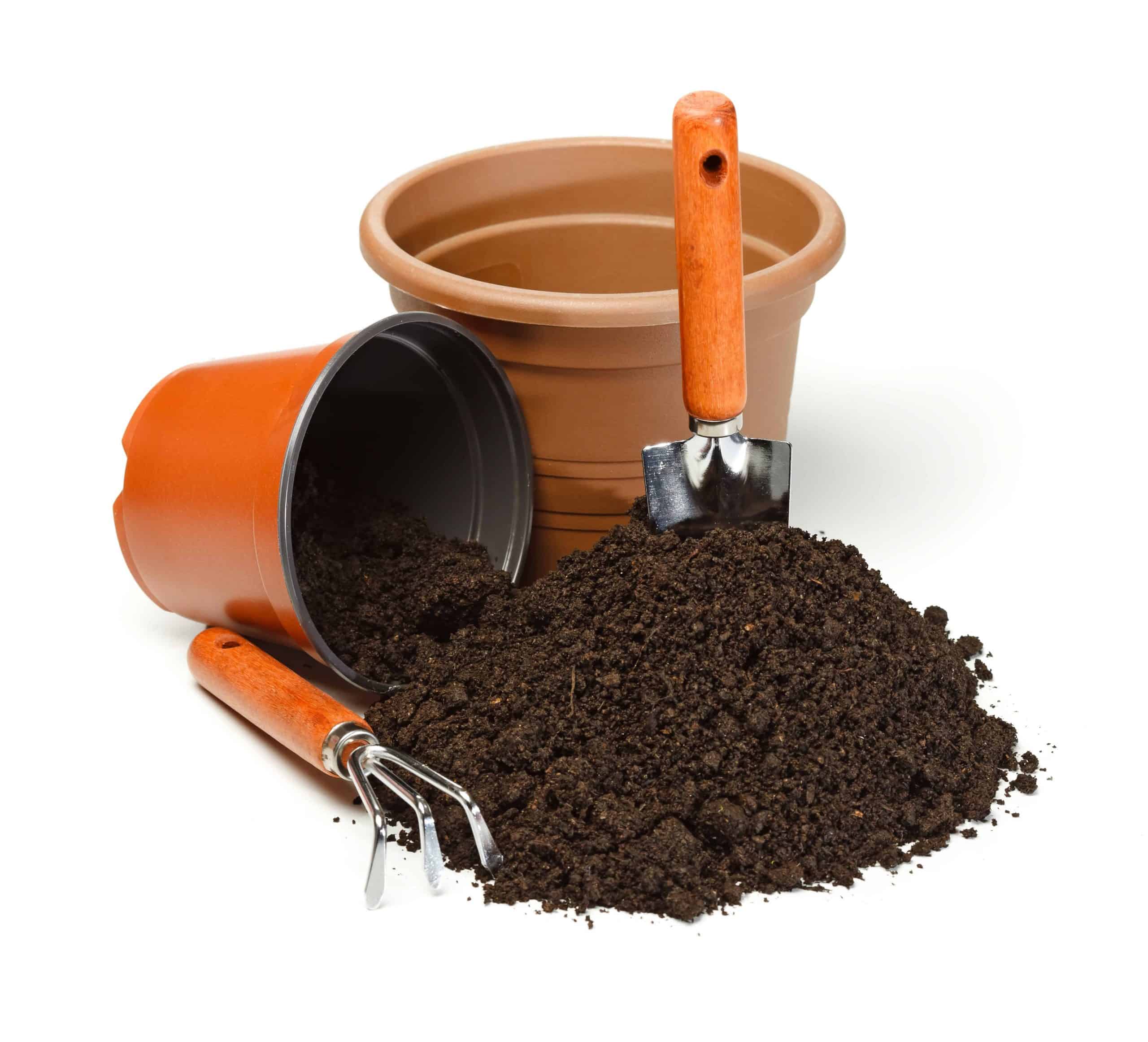 Can I Plant Indoor Tree In Potting Soil SC Garden Guru