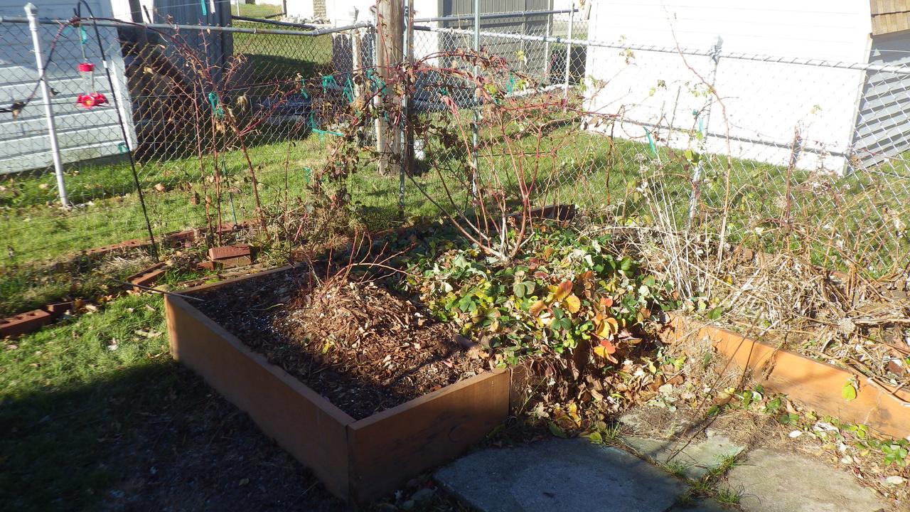 Which Ground Cover Plants Thrive In Acidic Soil? SC Garden Guru