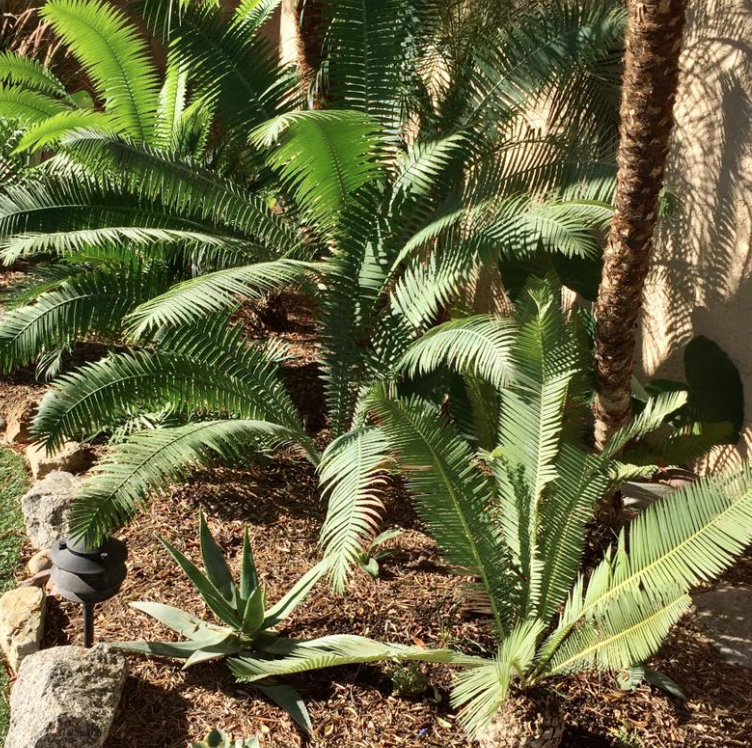 Most Plants In Tropical Areas Prefer Acidic Soils SC Garden Guru