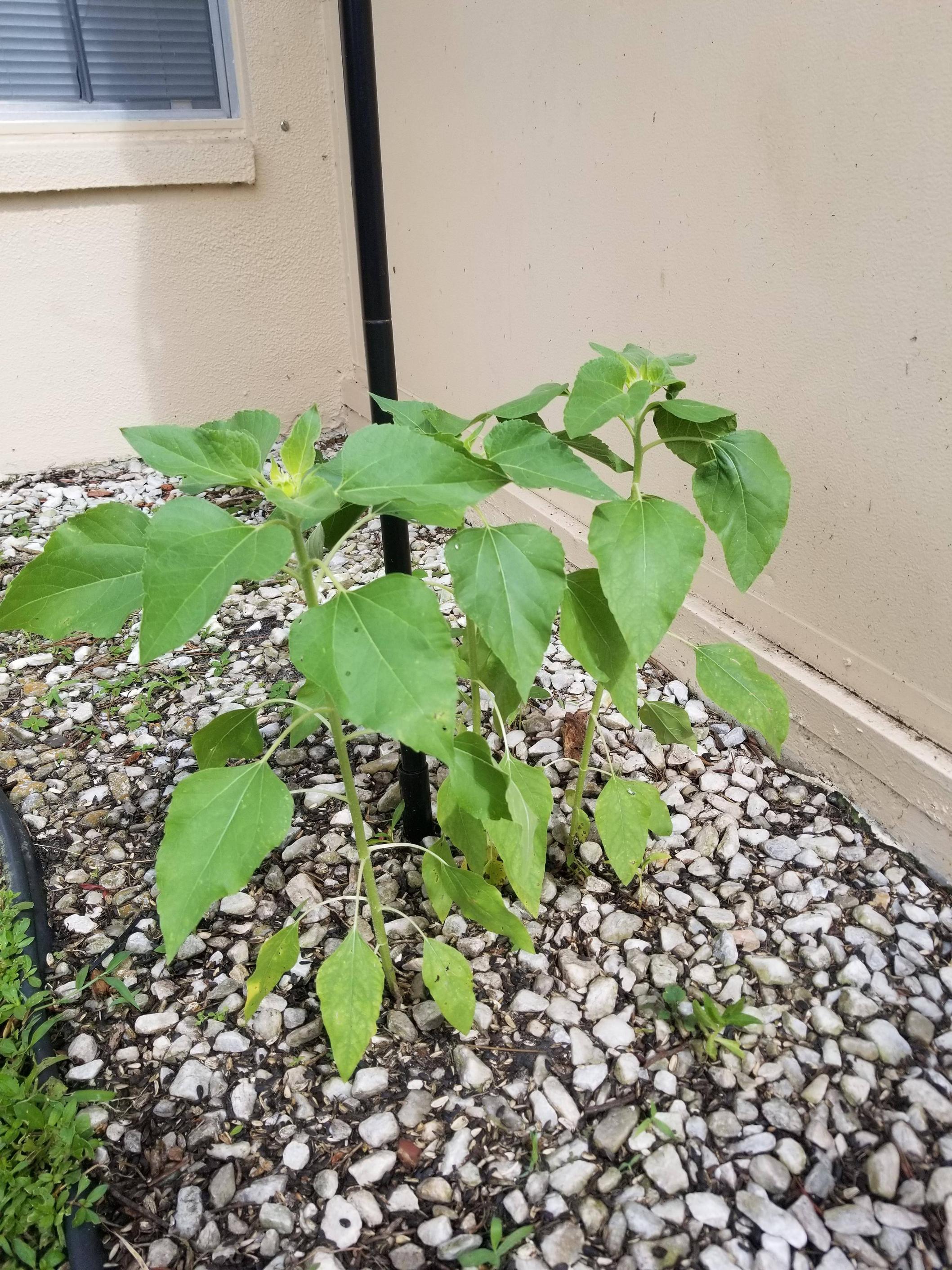 Sunflowers In Florida How To Grow Them In Our Soil SC Garden Guru