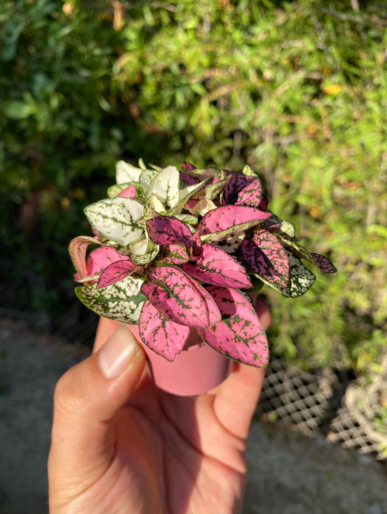 The Best Soil For A Polka Dot Plant SC Garden Guru