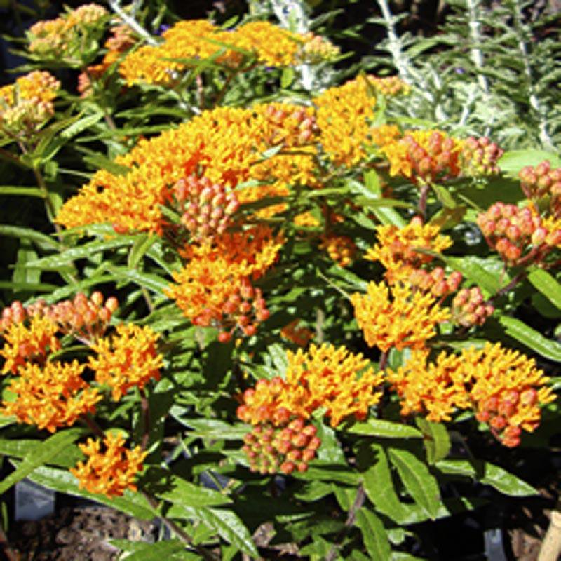 The Benefits Of Milkweed Plants SC Garden Guru