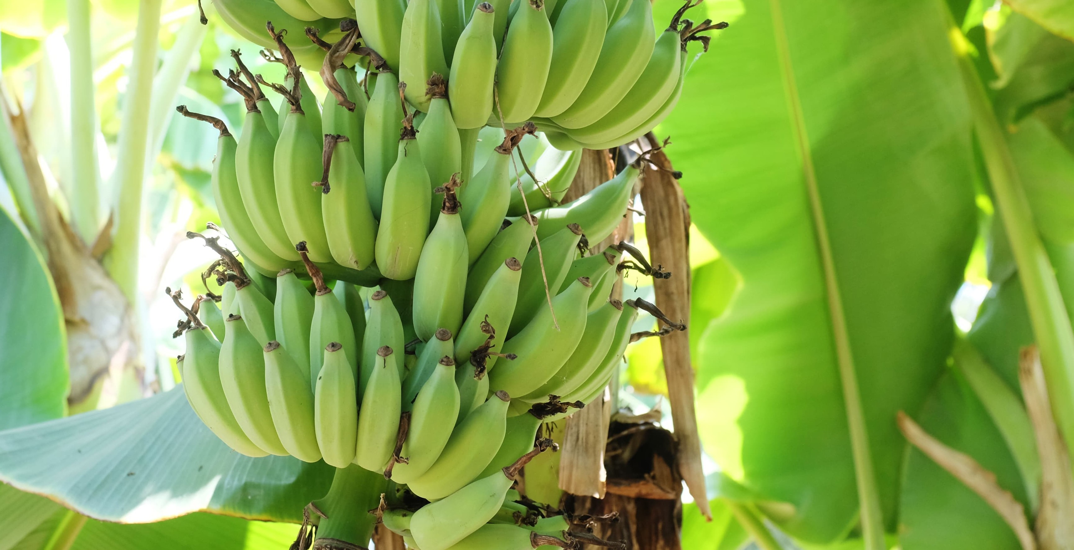 Banana Plants How To Transplant For Fast Growth SC Garden Guru