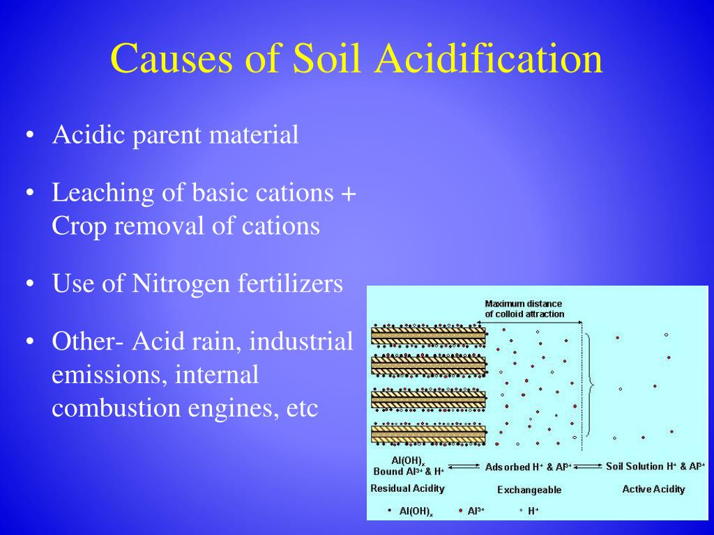 The Problem With Acidic Soil SC Garden Guru