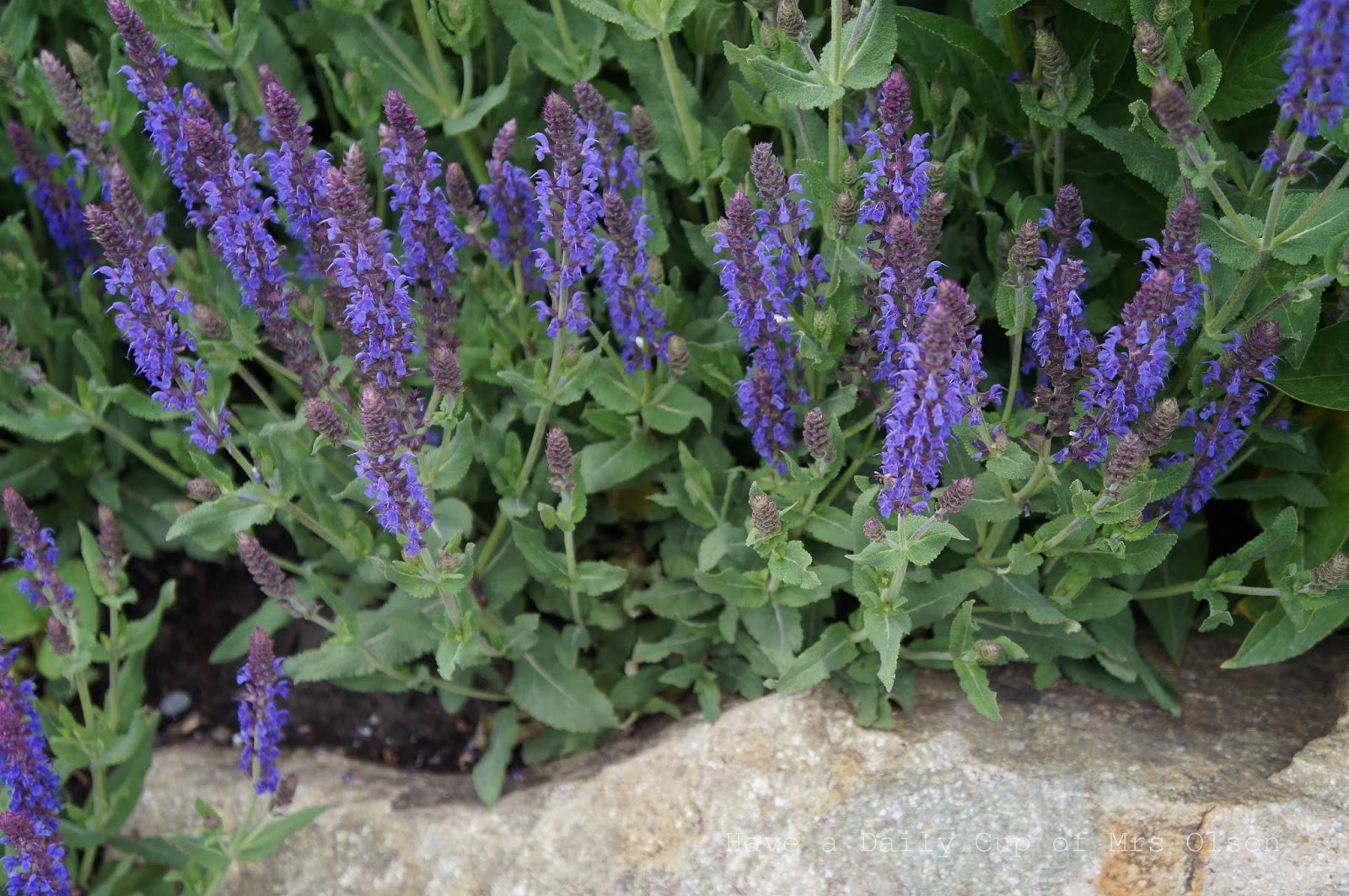 The Many Uses And Benefits Of Salvia SC Garden Guru