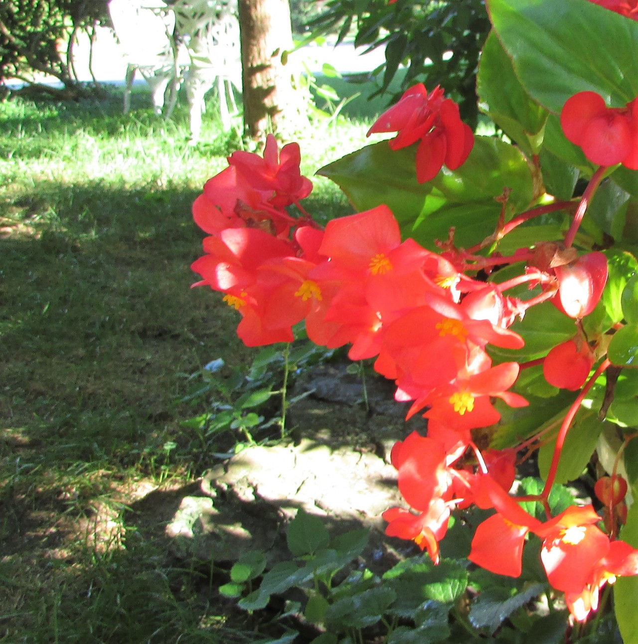 How To Propagate Angel Wing Begonias SC Garden Guru