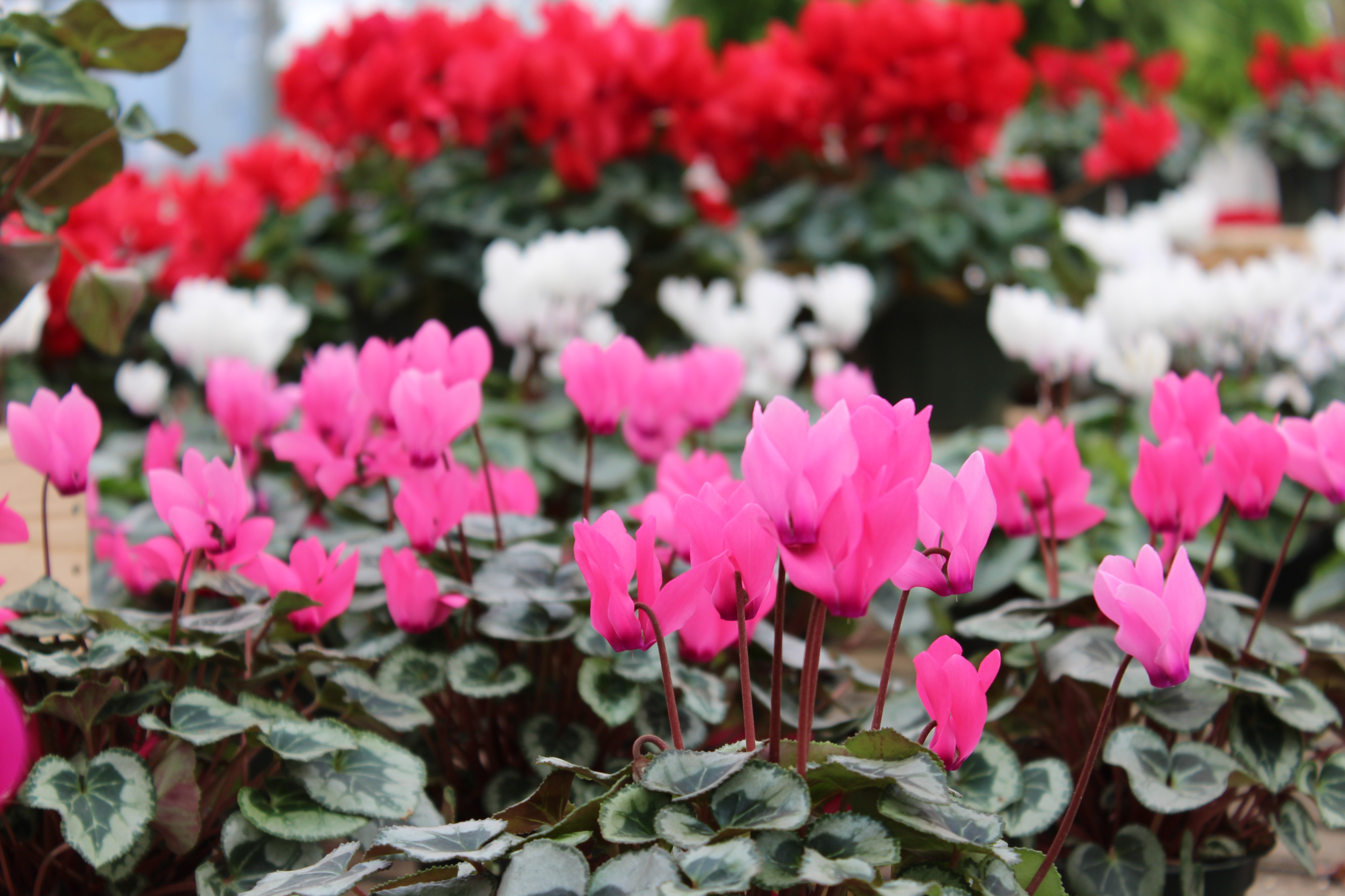 Are Cyclamen Perennial SC Garden Guru