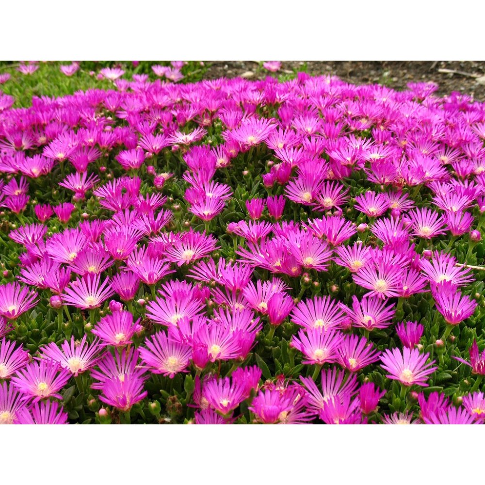 Cooper’s Ice Plant A Perennial That Can Survive In Hot Dry Climates