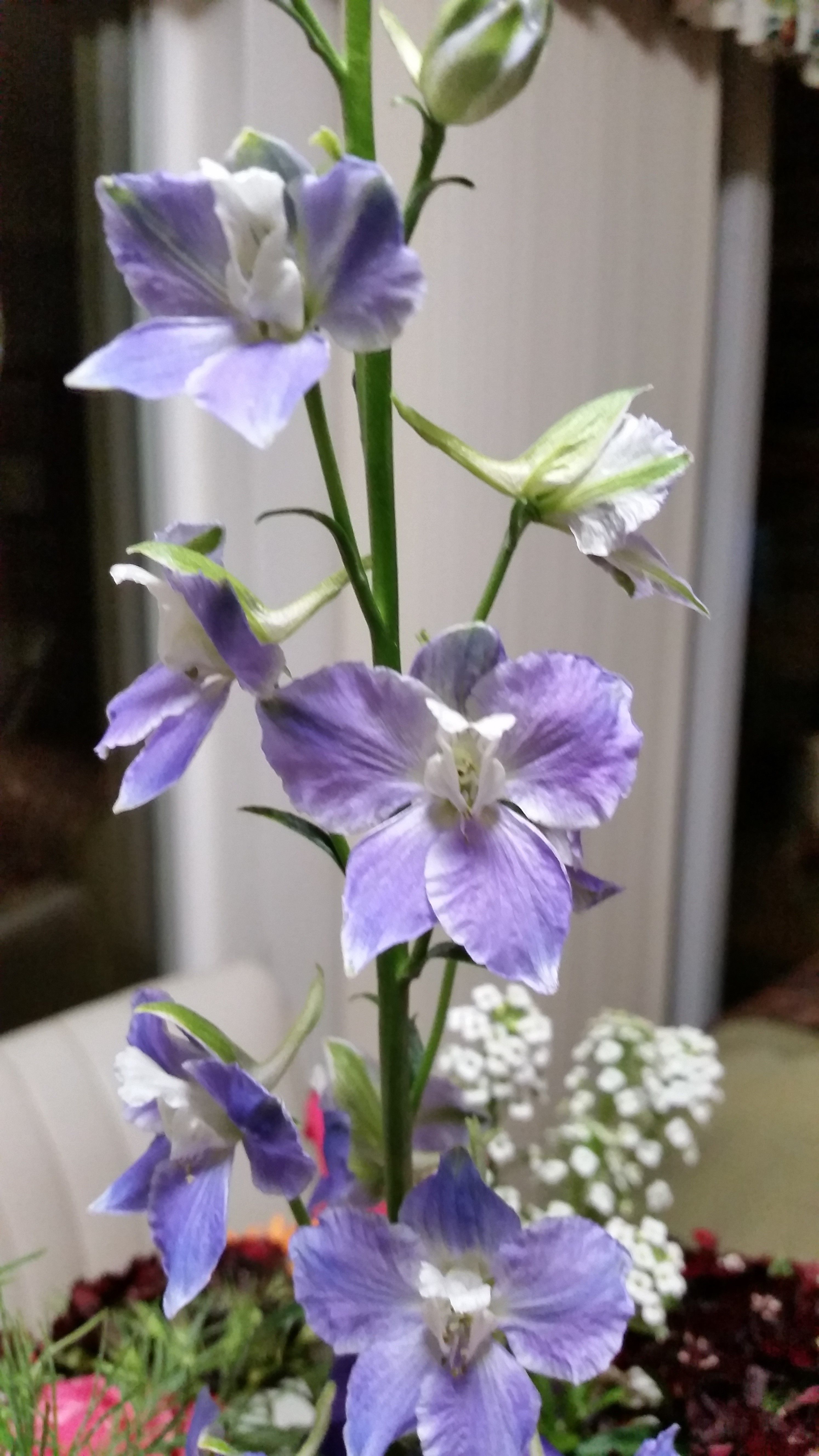 Larkspur (Delphinium) A Genus Of Perennial Flowering Plants SC